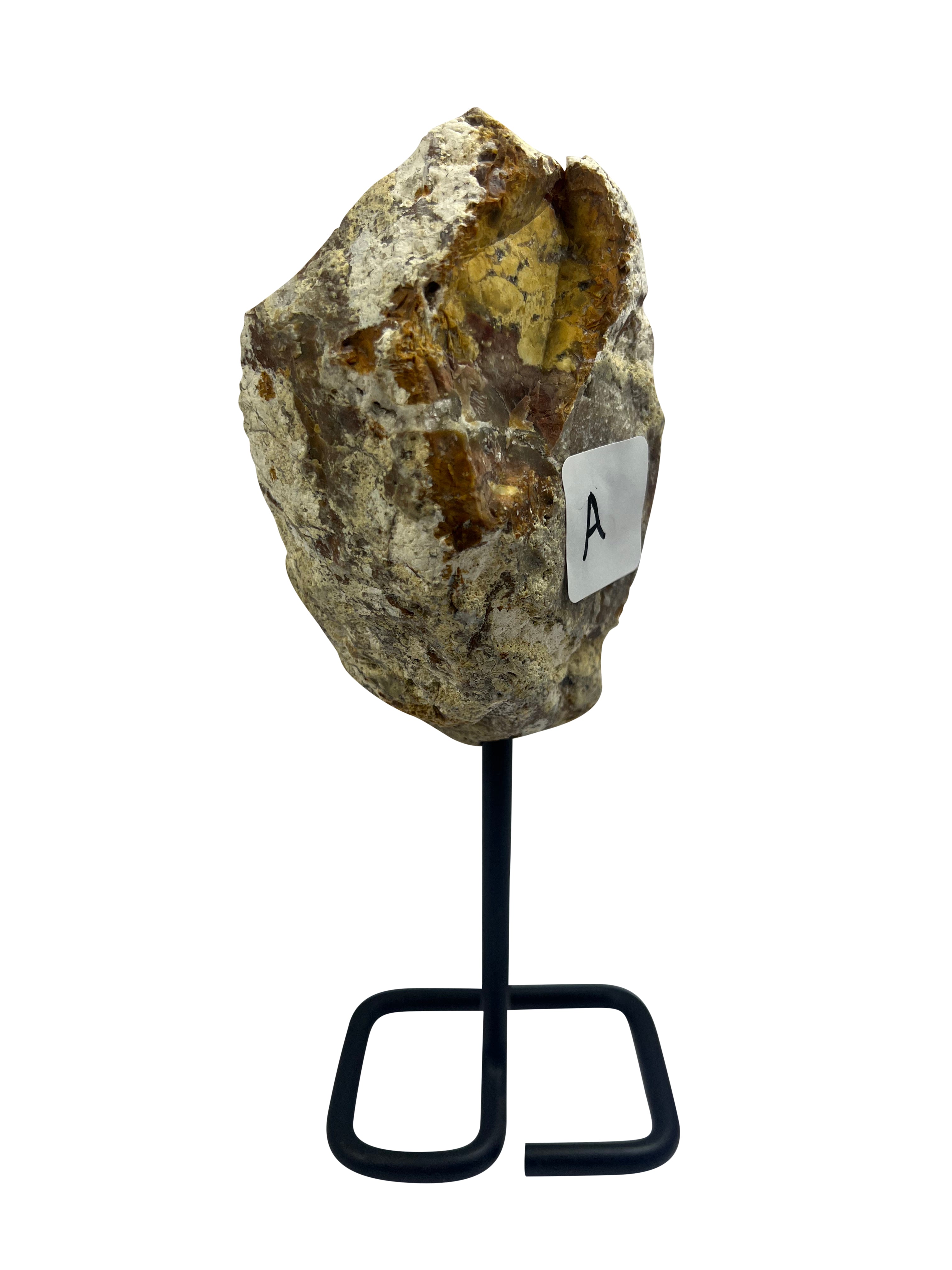 Unique Petrified Wood on Stand - Model A - Transformation Stone from Arizona USA